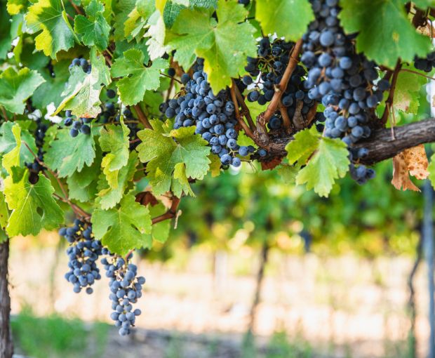 Merlot Cabernet Sauvignon IGP Pays d'Oc 2023, Château Saint-Bénézet