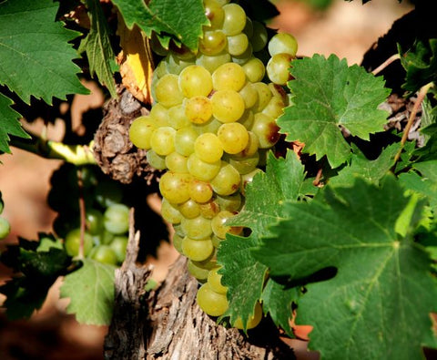 Crozes-Hermitage AOC Blanc 2022, Domaine des Combat