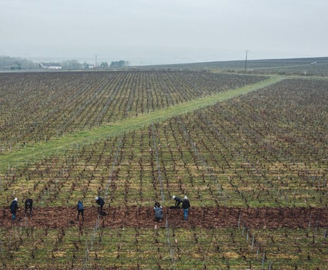 Champagne Ruinart Brut NV