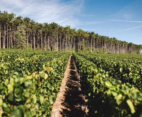 Champagne Ruinart Blanc de Blancs Brut NV