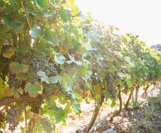 Costières de Nîmes AOP Les Hauts de Coste-Rives 2024 Rosé, Château Saint-Bénézet