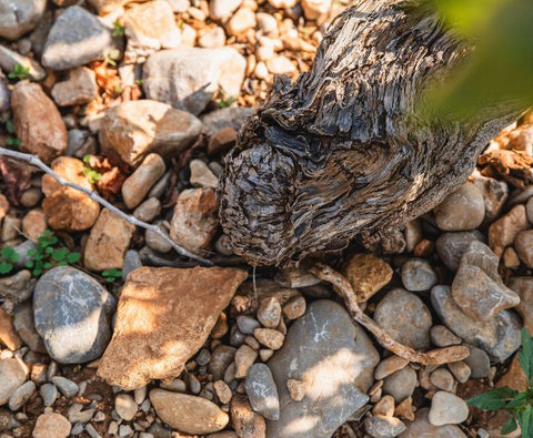 Merlot Cabernet Sauvignon IGP Pays d'Oc 2023, Château Saint-Bénézet