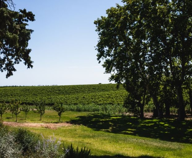 Costières de Nîmes AOP Les Hauts de Coste-Rives 2024 Rosé, Château Saint-Bénézet