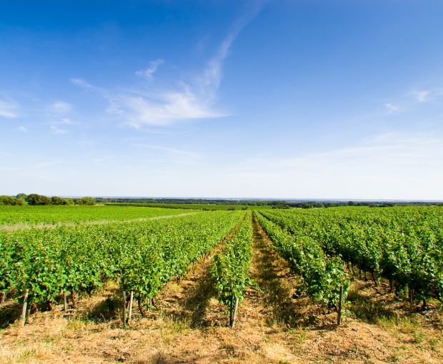 Costières de Nîmes AOP Les Hauts de Coste-Rives 2024 Rosé, Château Saint-Bénézet