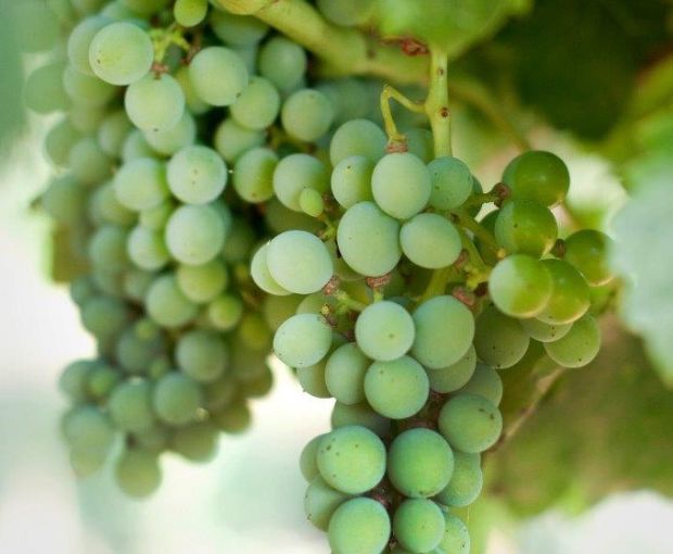 Viognier IGP Pays d'Oc 2025, Château Saint-Bénézet