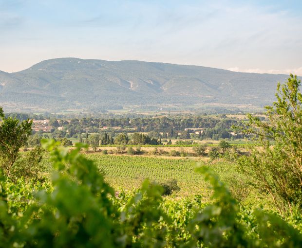 Saint Laurand Collection Privée VdF White 2024, Les Celliers de Corneille