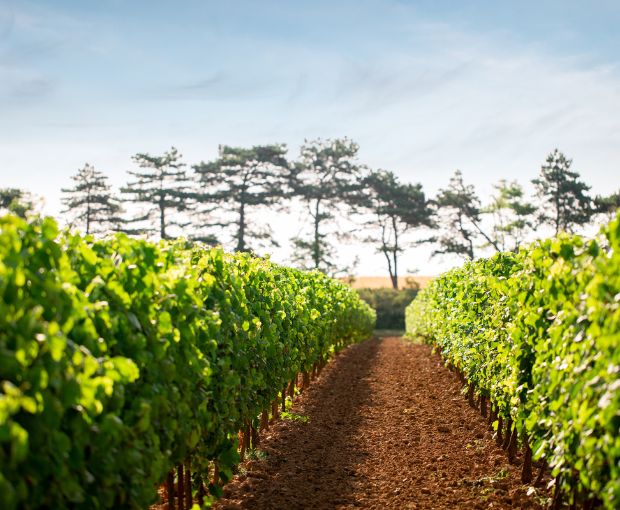 Saint Laurand Collection Privée VdF White 2024, Les Celliers de Corneille