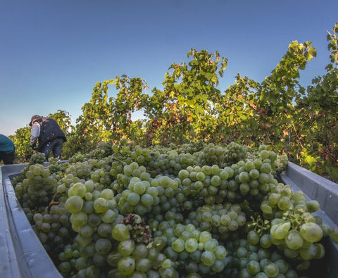 Sauvignon Blanc IGP Val de Loire L’explosif du Fresne 2024, Château du Fresne