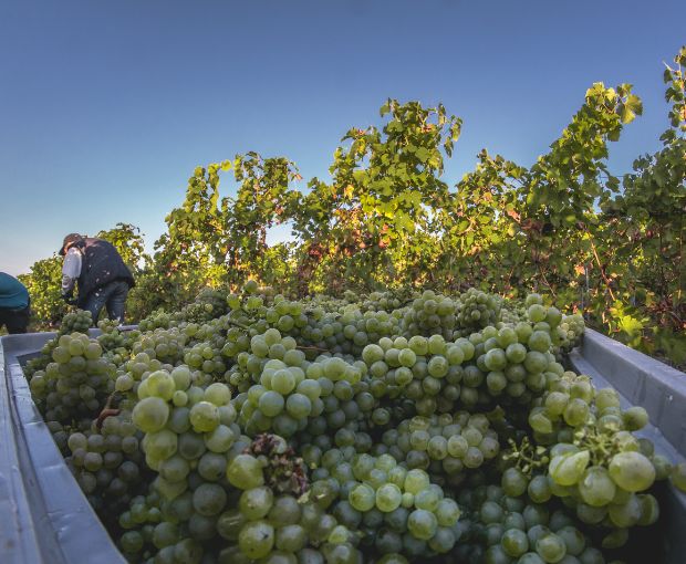Sauvignon Blanc IGP Val de Loire L’explosif du Fresne 2024, Château du Fresne