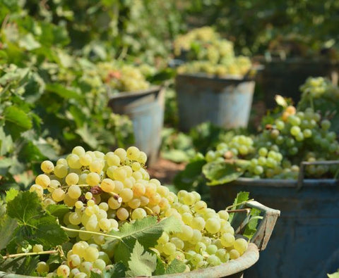 Grillo DOC 2024, Lustru