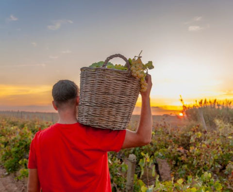 Grillo DOC 2024, Lustru