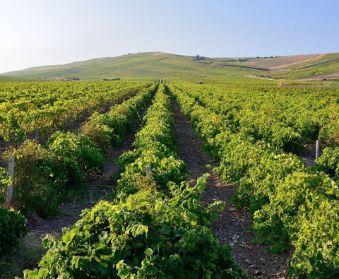 Grillo DOC 2024, Lustru