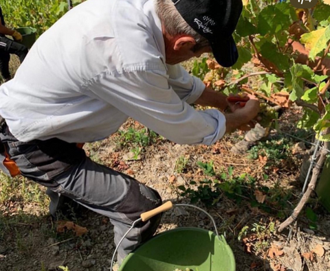 Cava Brut DO, Sogas Mascaró
