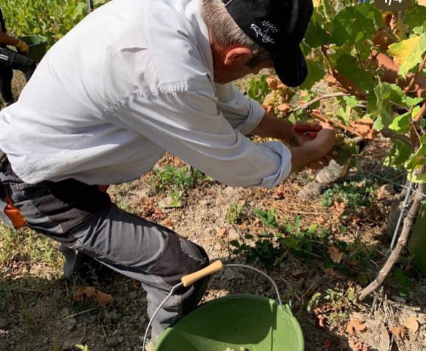 Cava Brut DO, Sogas Mascaró