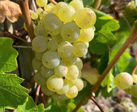 Cava Brut DO, Sogas Mascaró