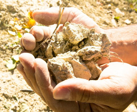 Barbera d'Asti DOCG 2023, Villa Monsignore