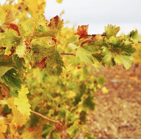 Verdejo DO Rueda 2024, Sotoverde
