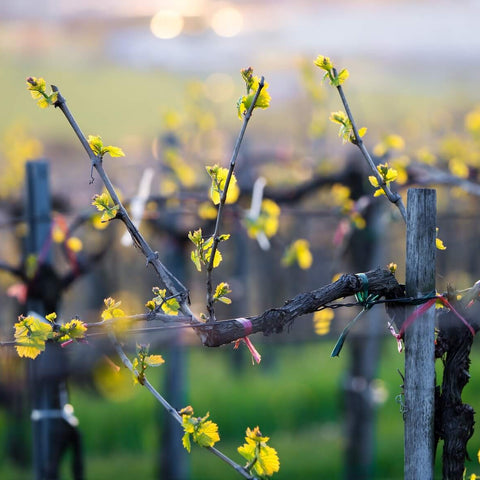 Award-winning wines from small growers