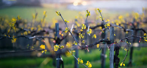 Award-winning wines from small growers