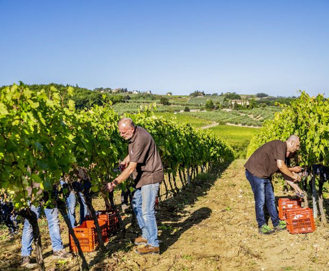Poggio Al Sondolo IGT 2022, Tenuta Maiano