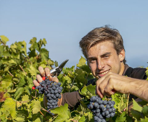 Chianti DOCG Maiano 2024, Tenuta Maiano