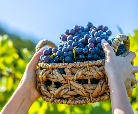 Poggio Al Sondolo IGT 2022, Tenuta Maiano