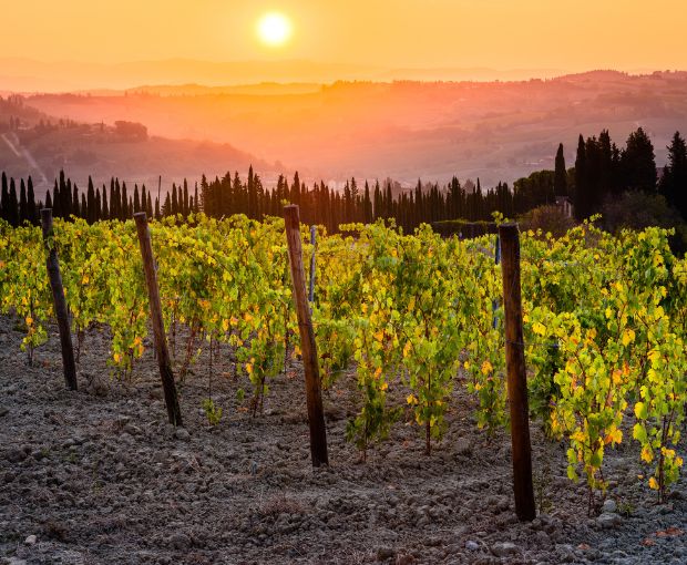 Vin Santo del Chianti DOC 2019, Tenuta Maiano (Half bottle)