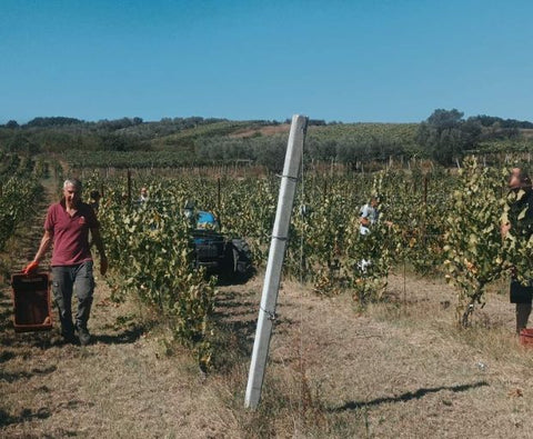 Pecorino Terre di Chieti IGP Le Coste 2025, Tenute del Pojo