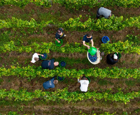 Bourgogne Chardonnay AOC 2023, Vignerons des Grandes Vignes