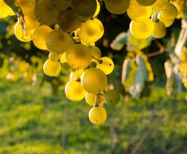 Icone Extra Dry sparkling wine, Terre Di Rai