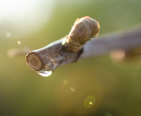 Pinot Grigio delle Venezie DOC 2024, Podere Dei Sogni