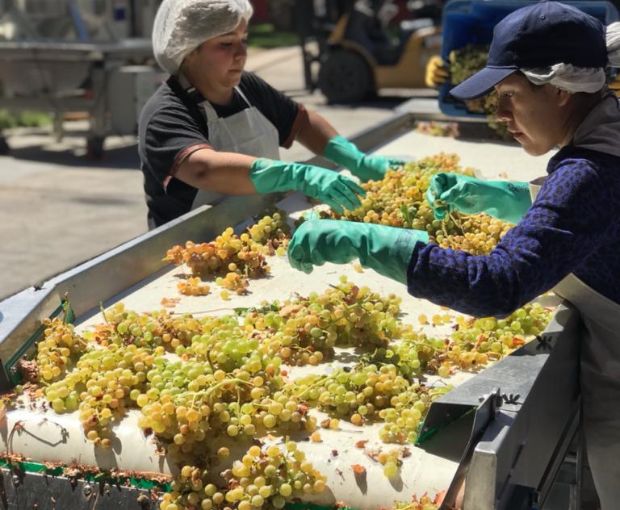 Torrontes 2023, Fabre Montmayou