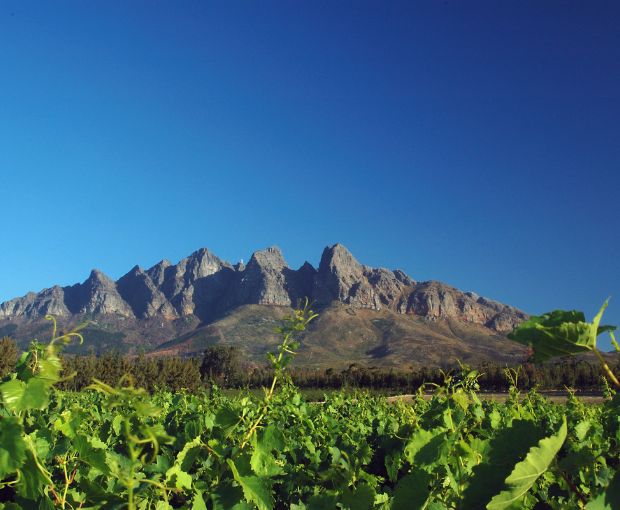 Chenin Blanc 2025, Truter Family Wines