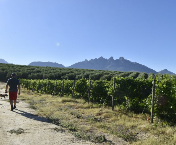 Chenin Blanc 2025, Truter Family Wines