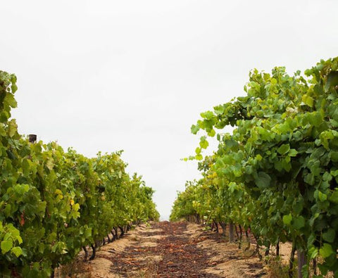 Chenin Blanc 2025, Truter Family Wines