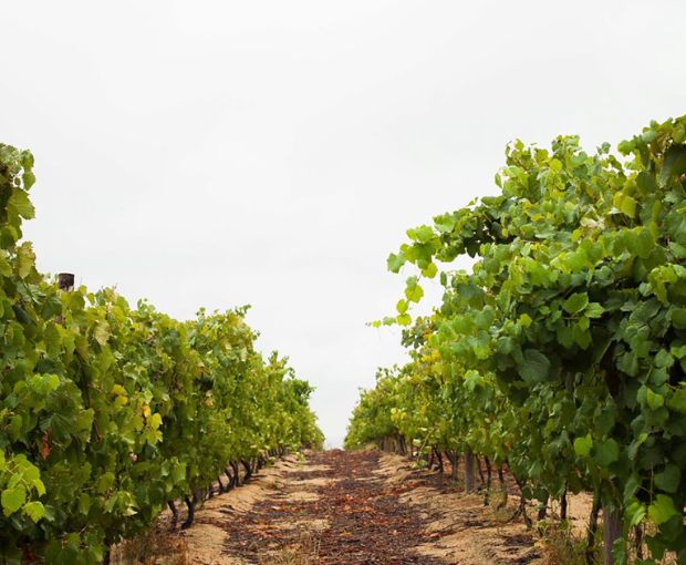 Chenin Blanc 2025, Truter Family Wines