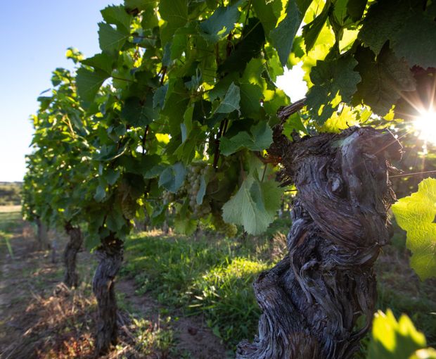 Tursan AOC 2023 Rouge, La Cave des Vignerons Landais