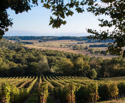 Tursan Blanc AOC 2024, La Cave des Vignerons Landais
