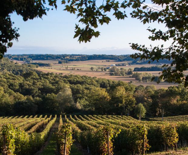 Tursan Blanc AOC 2025, La Cave des Vignerons Landais