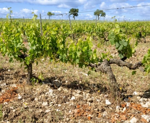 Valdelobas D.O. Ribera del Duero 2021, Valtravieso