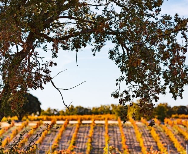 Valdelobas D.O. Ribera del Duero 2021, Valtravieso