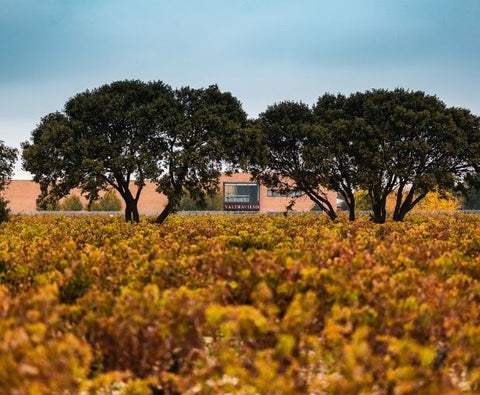 Vino de Finca D.O. Ribera del Duero 2021, Valtravieso