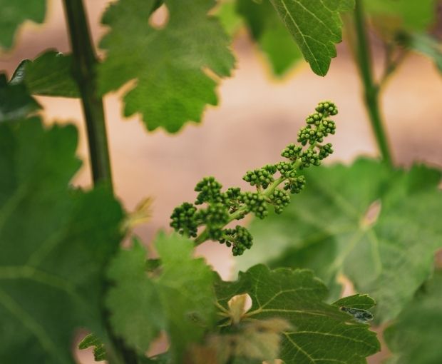 Verdejo Nogara 8 Meses D.O. Rueda 2024, Valtravieso