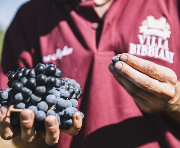 Chianti Montalbano DOCG 2020, Villa Bibbiani