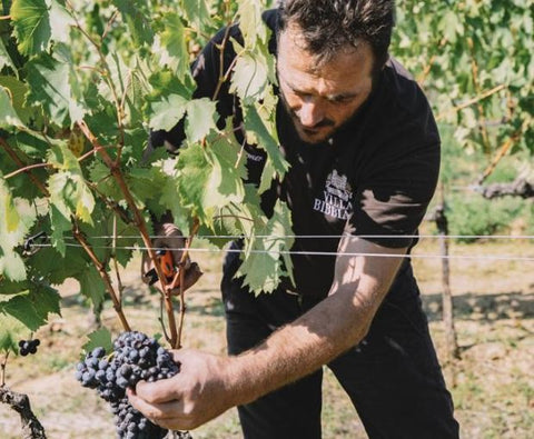 Chianti Montalbano DOCG 2020, Villa Bibbiani