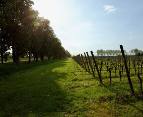 Refosco dal Peduncolo Rosso DOC 2021 Friuli, Villa Vitas