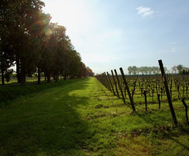 Refosco dal Peduncolo Rosso DOC 2021 Friuli, Villa Vitas