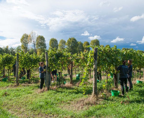 Refosco dal Peduncolo Rosso DOC 2021 Friuli, Villa Vitas