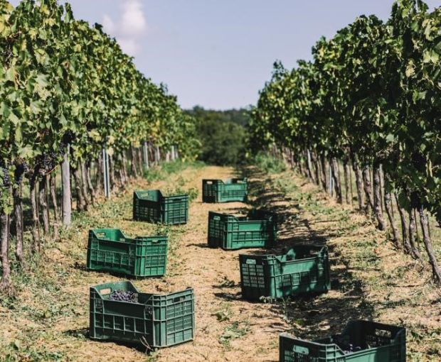 Montereggi IGT Toscana 2018, Villa Bibbiani
