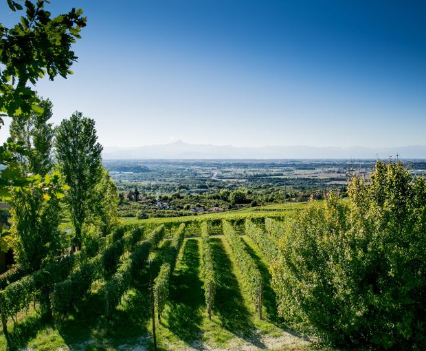 Barbera d'Asti DOCG 2024, Villa Monsignore